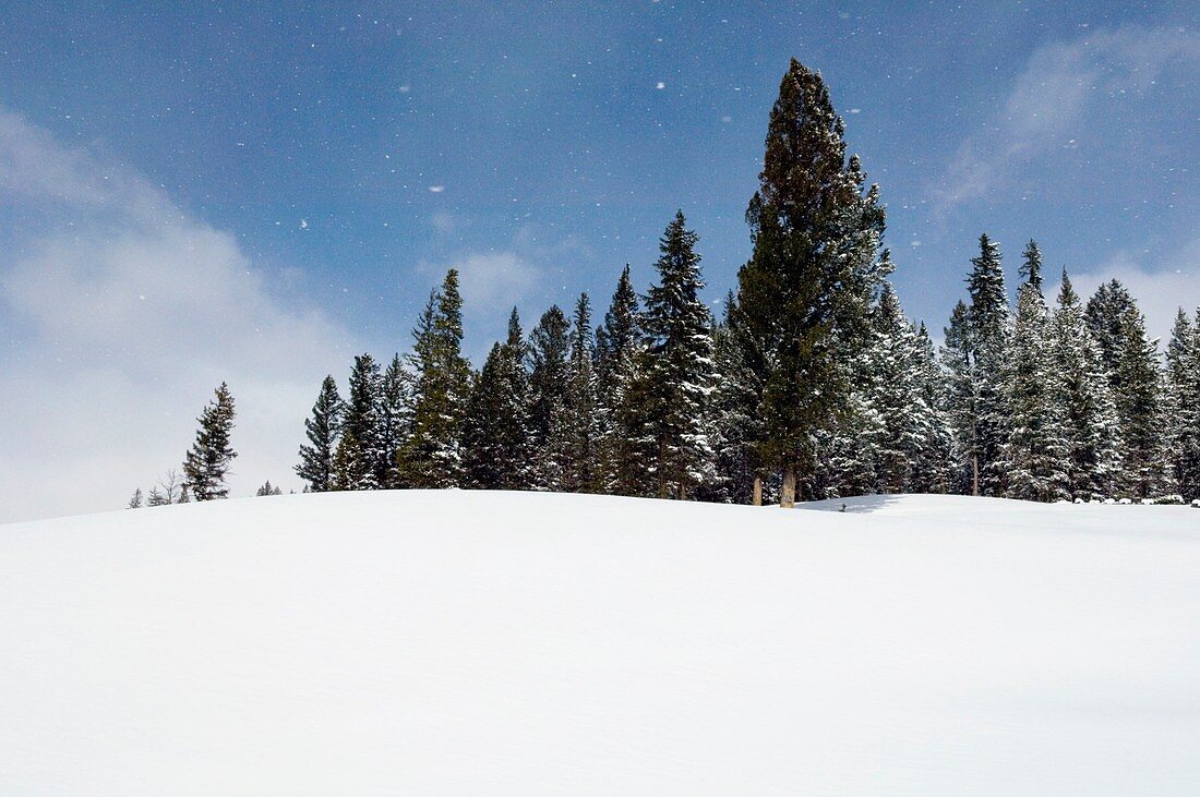 Trees on a snow-covered hillside
