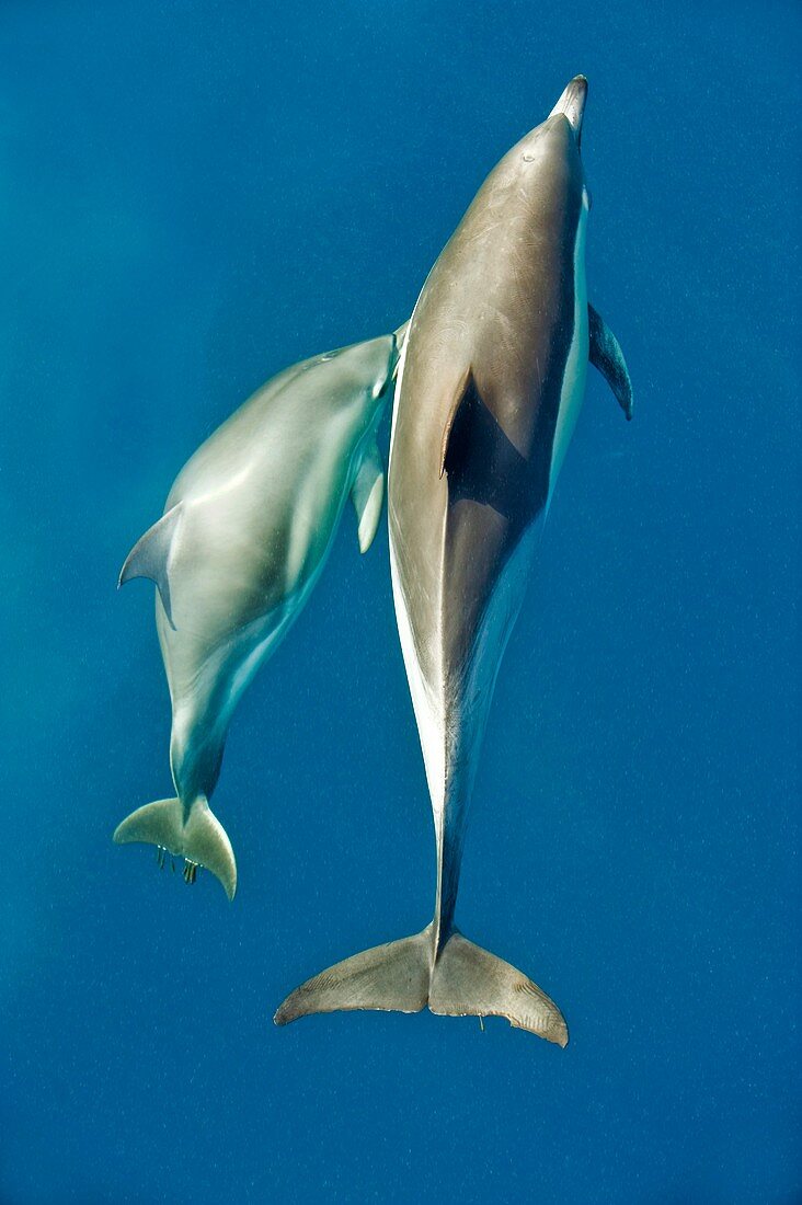 Short-beaked common dolphins