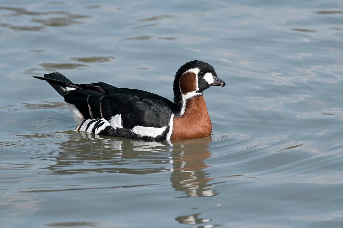 Red-breasted goose (Branta ruficollis)