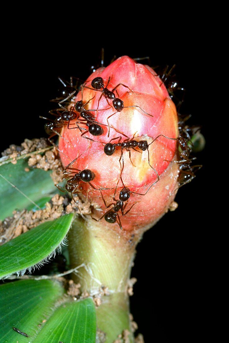 Ants on a Costus flower