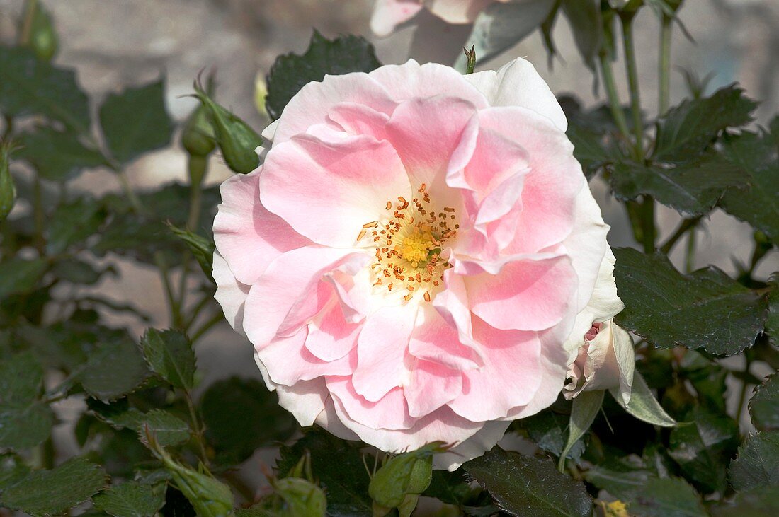 Rose (Tsuzuki). Floribunda Rose