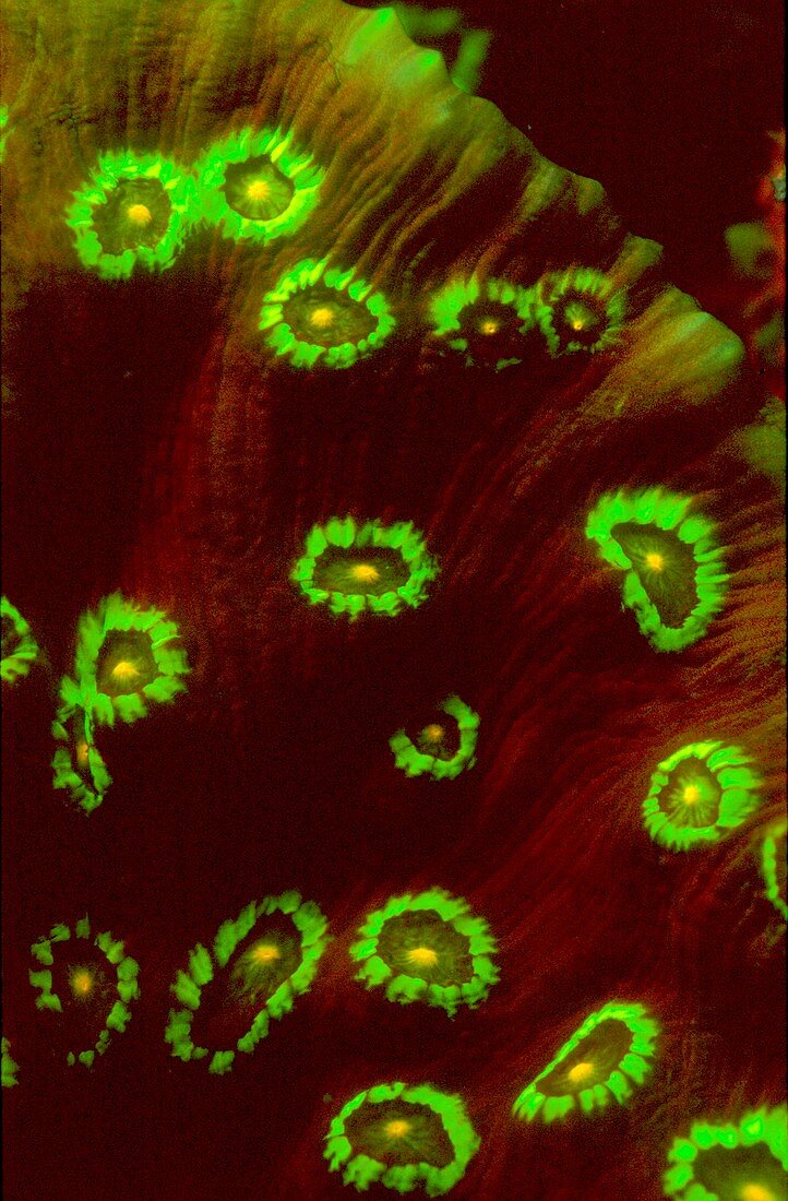 Mycedium coral fluorescing under UV light