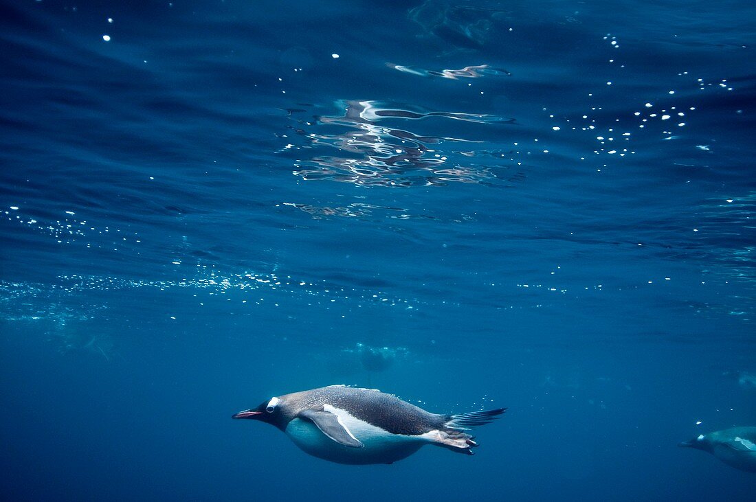 Gentoo penguins underwater,Antarctica