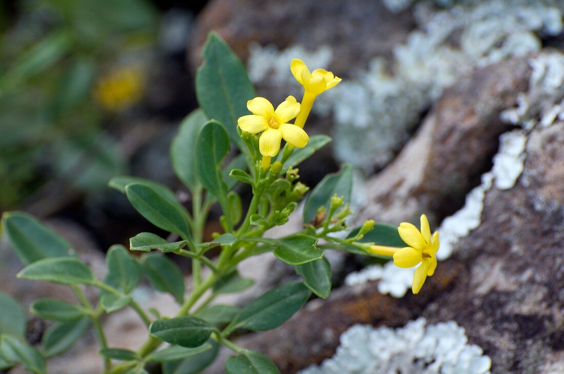 Canary jasmine (Jasminum odorotissimum)