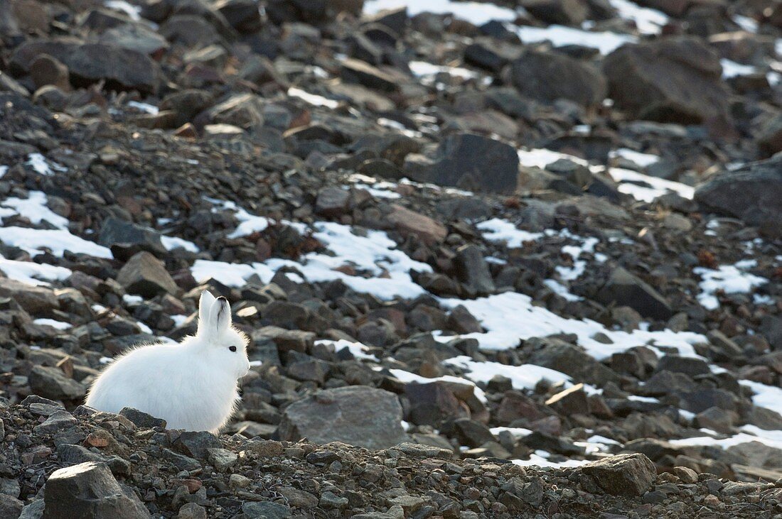 Arctic hare,Nunavut,Canada