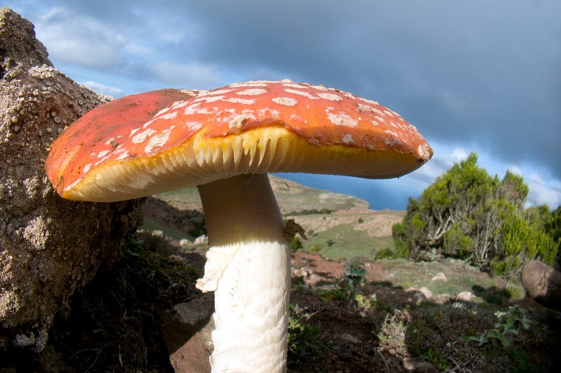 Panther cap mushroom