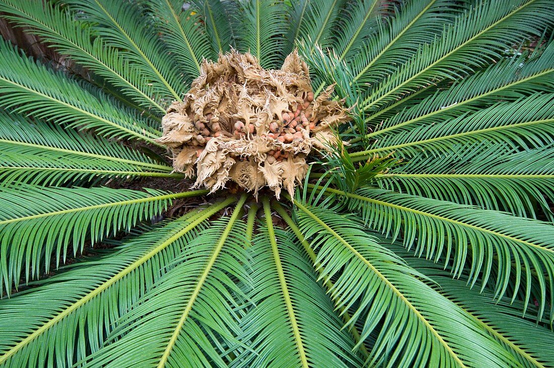 Sago palm cone (Cycas revoluta)