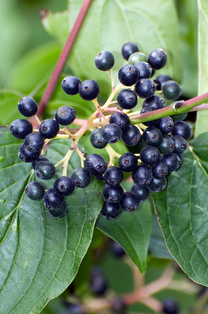 Dogwood berries (Cornus sanguinea)