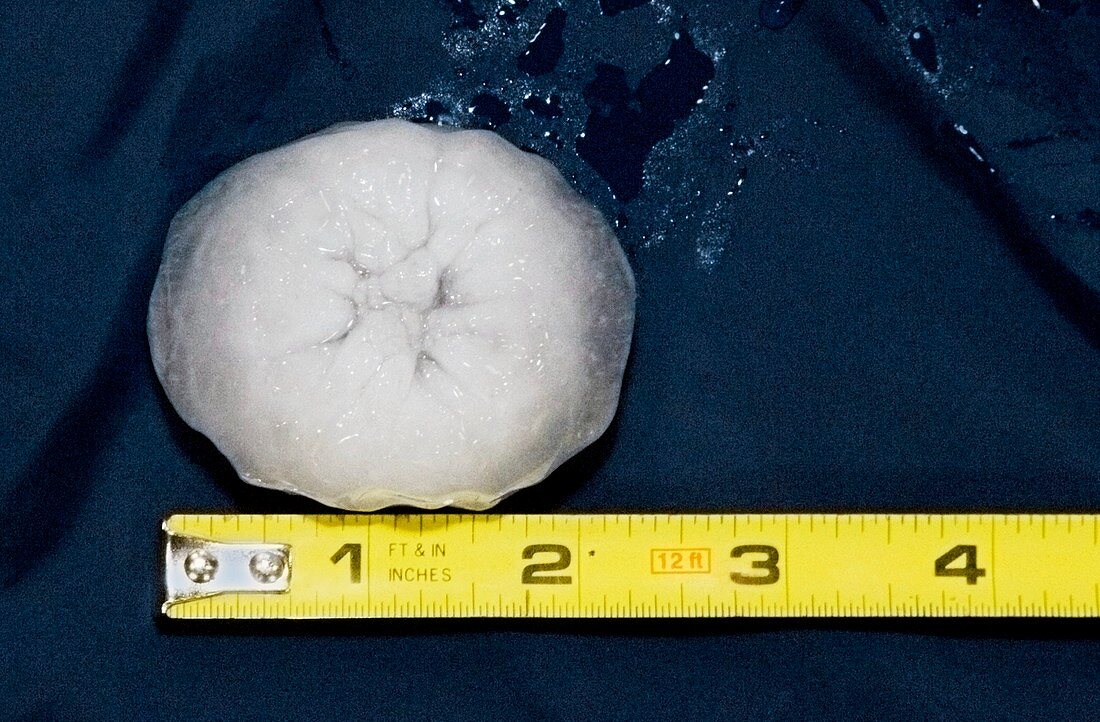 Large hailstone