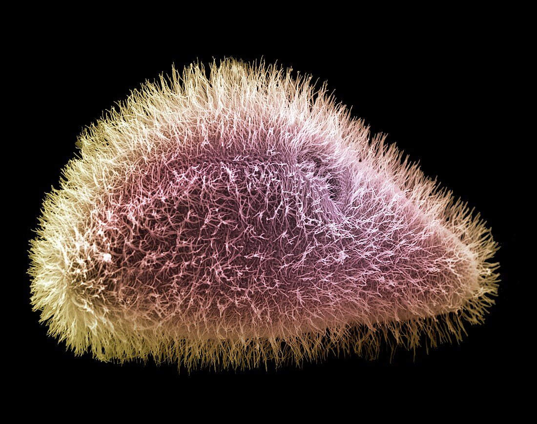 Paramecium protozoan,SEM