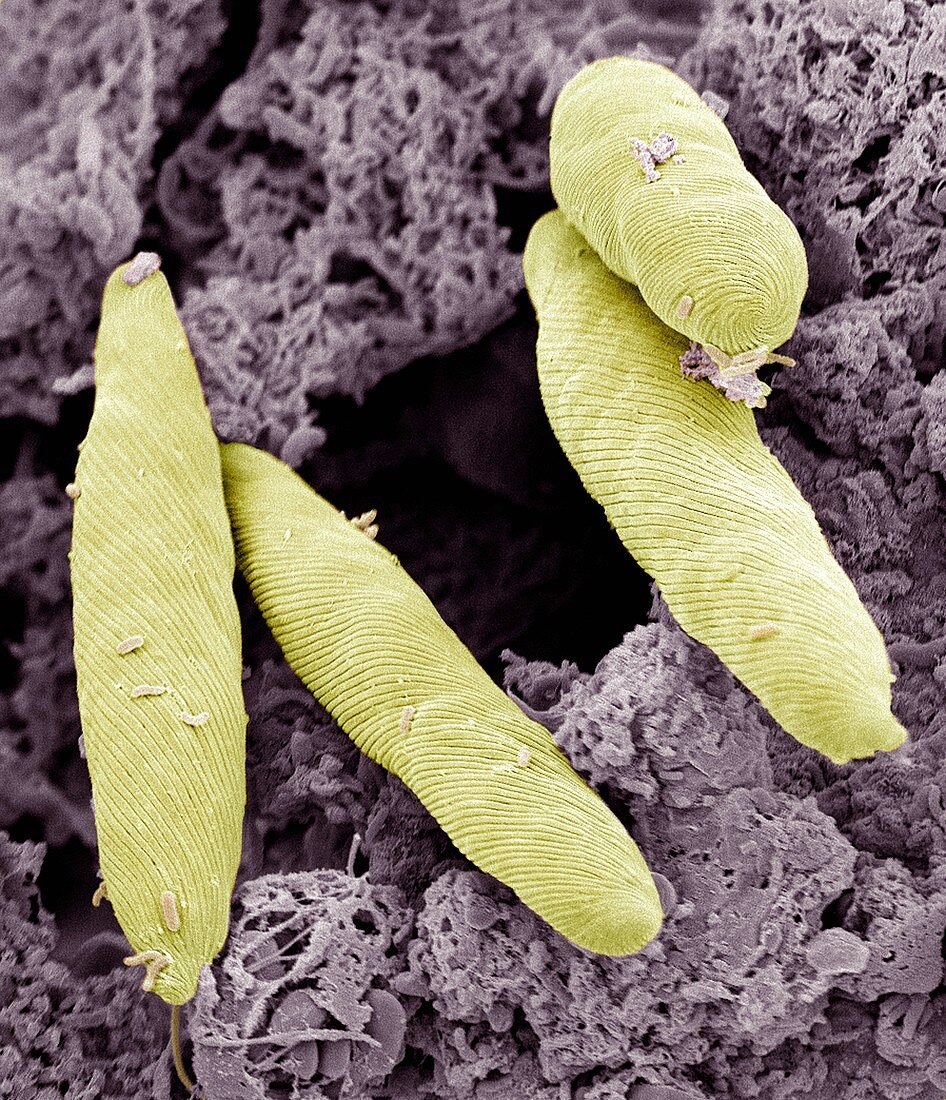 Euglena flagellate protozoans,SEM