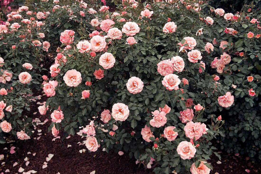 Floribunda Rose 'Boticelli'