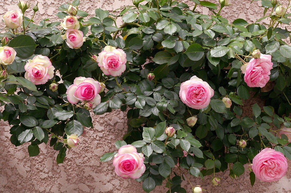 Climbing Rose (Pierre de Ronsard)