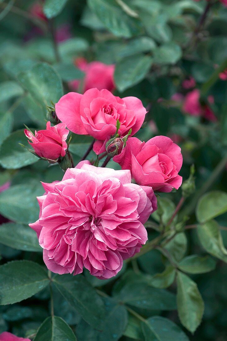 Rose (Sangria). Shrub Rose