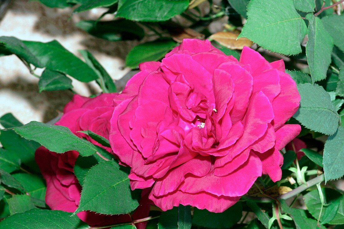 Rose (Souvenir De Claudius Deroyel)