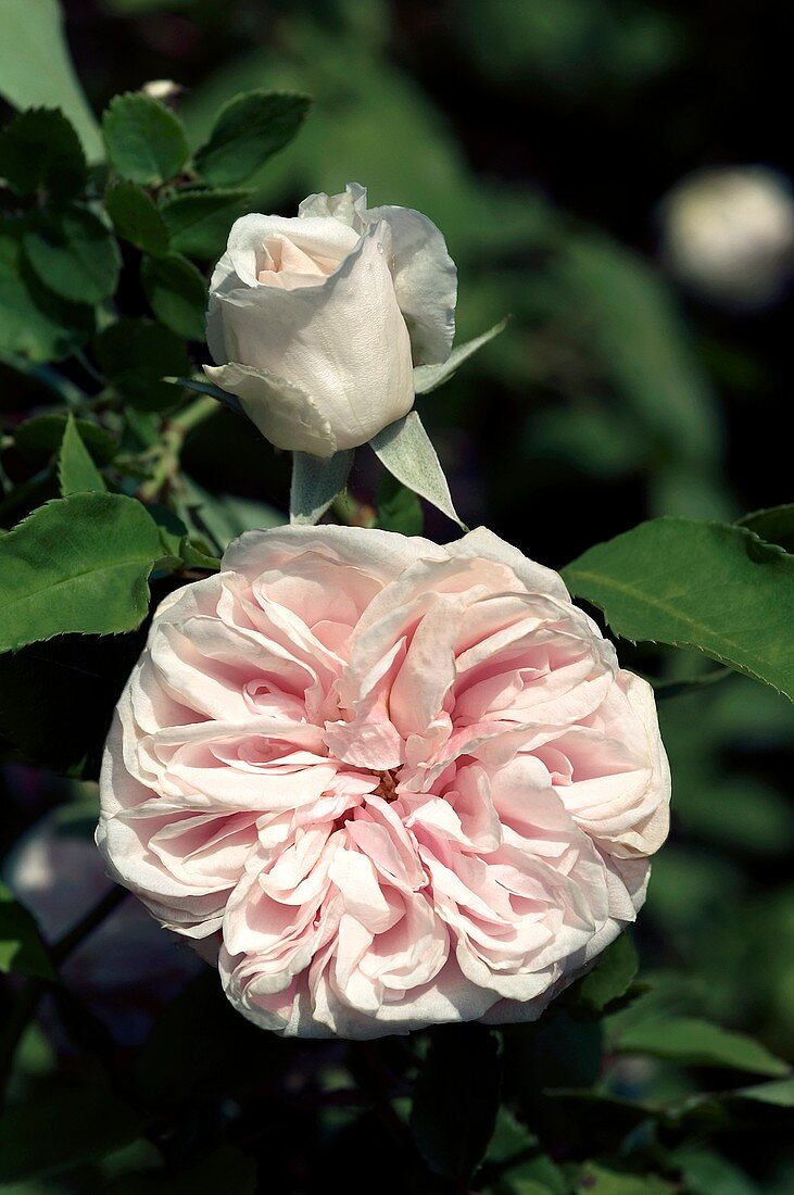 Rose (Souvenir de la Malmaison)