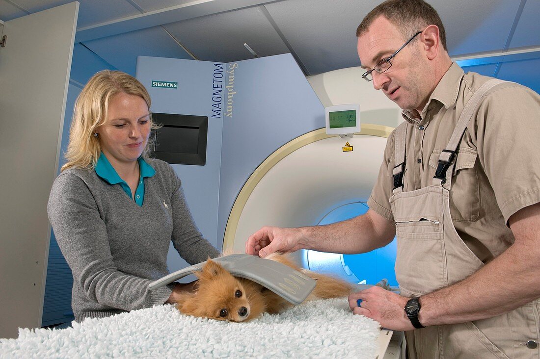 Dog on an MRI scanner