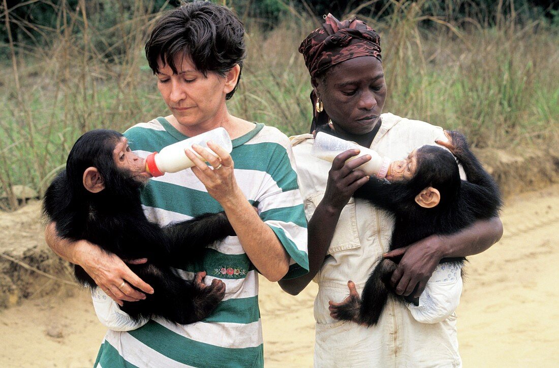 Chimpanzee conservation centre,Congo