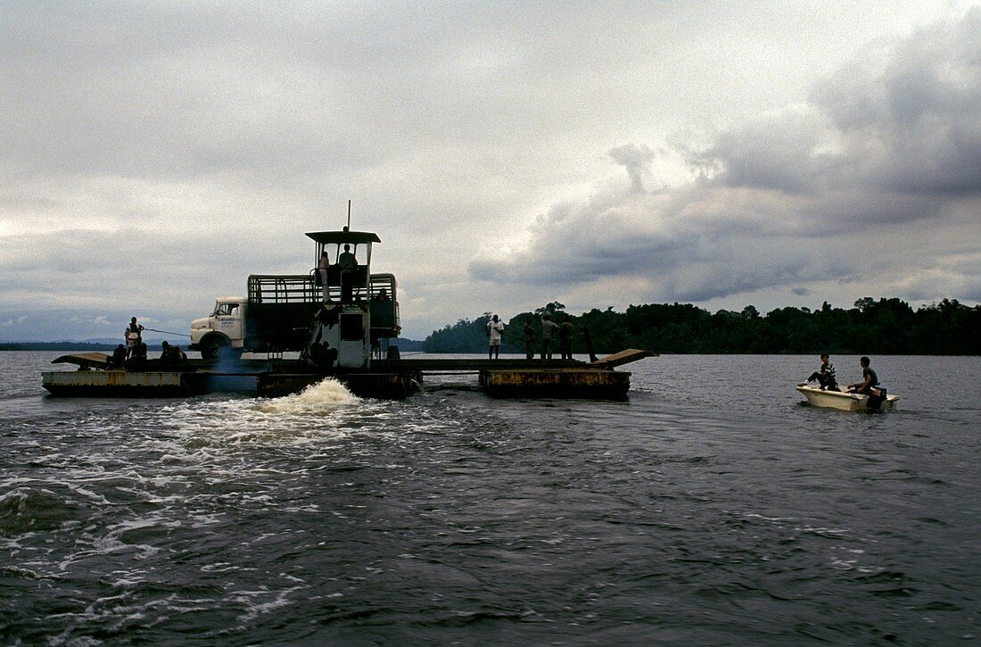 Chimpanzee reintroduction,Congo