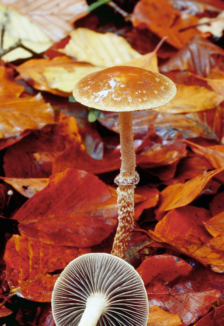 Scaly-stalked psilocybe mushrooms