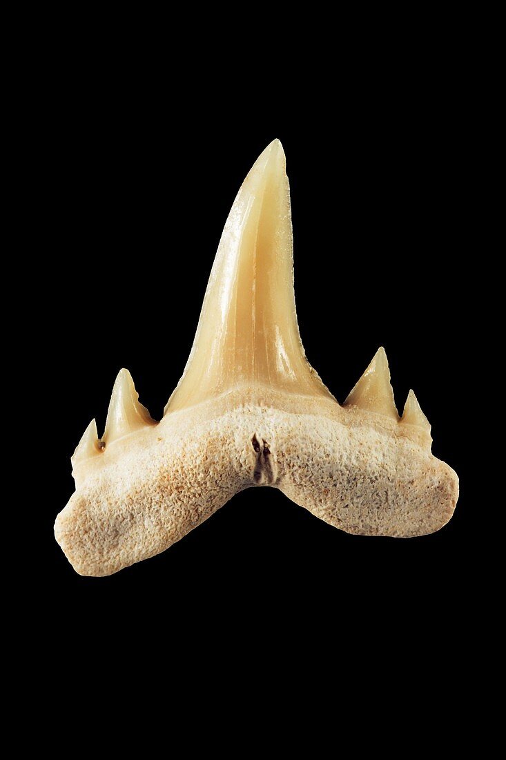 Fossil shark tooth