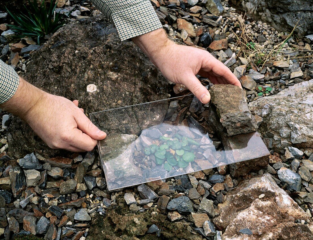 Protecting rockery plants