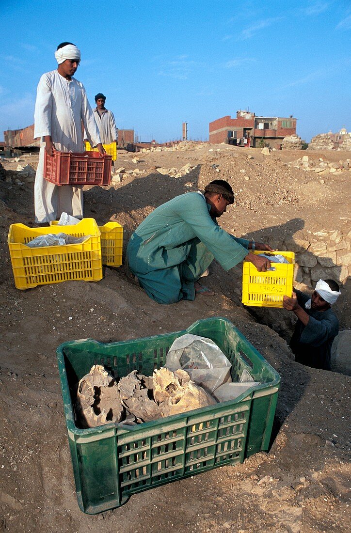 Excavating Islamic mummies,Egypt