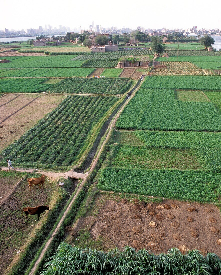 Farmland by the Nile,Egypt