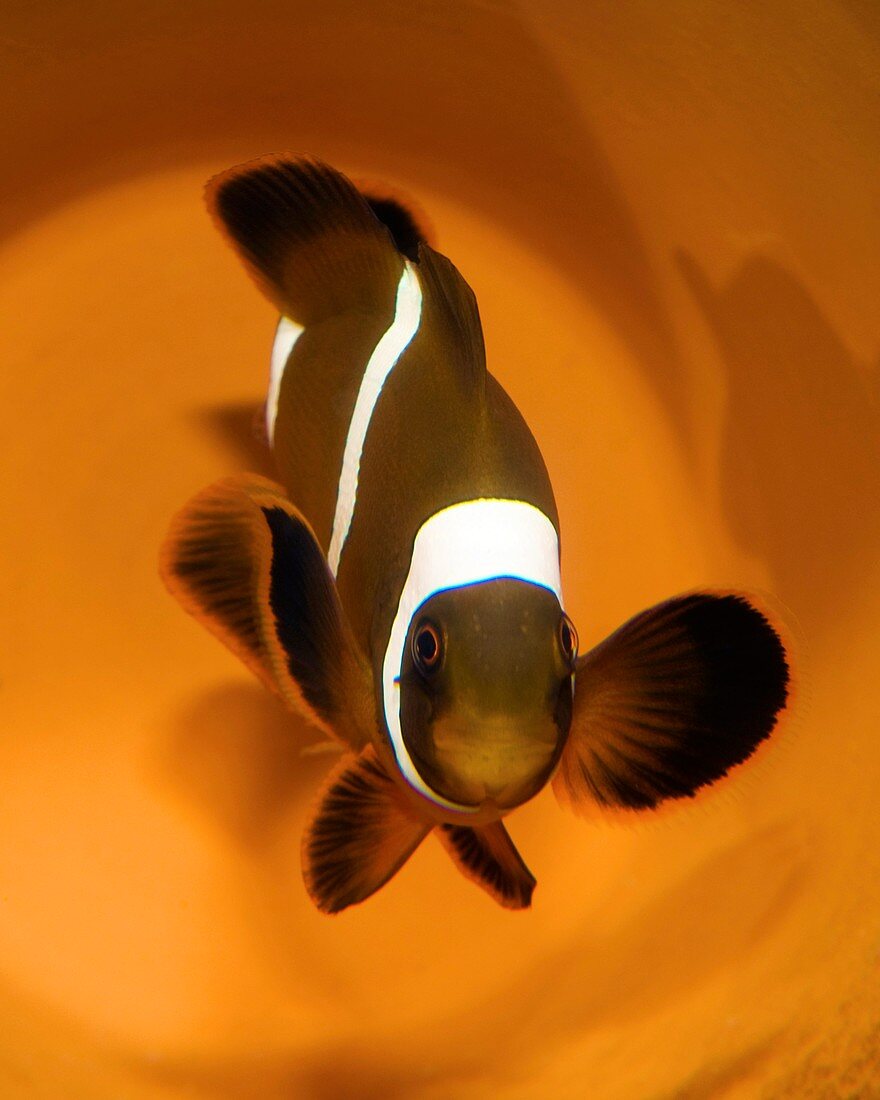 Three-band anemonefish