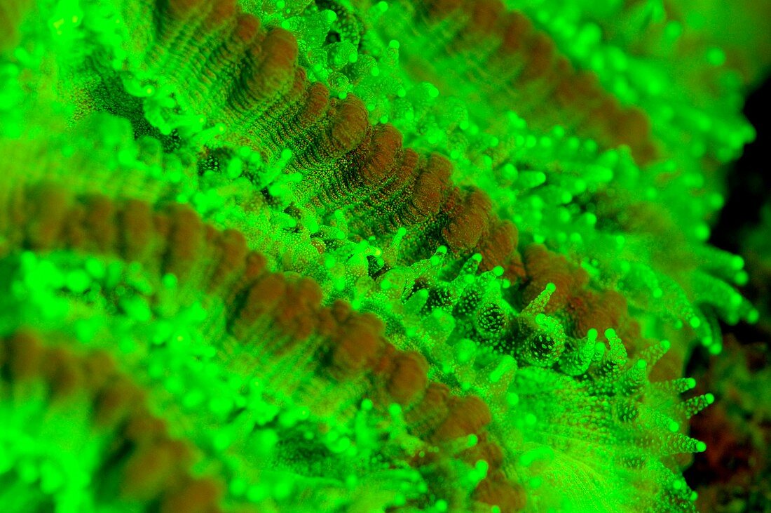 Coral fluorescing