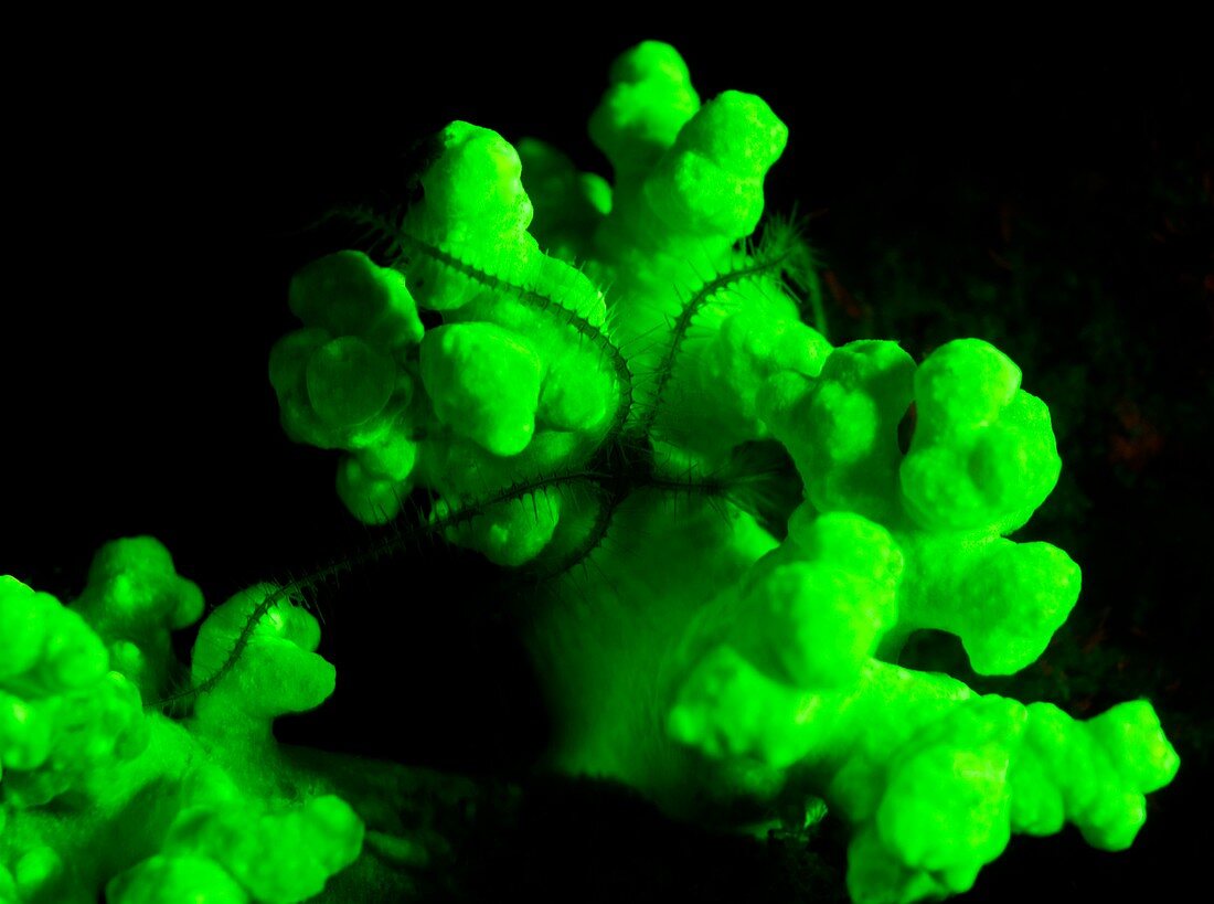 Fluorescent coral and brittlestar