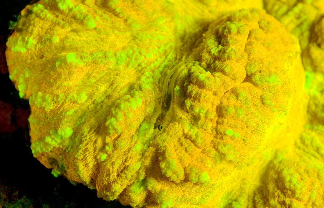Lobophyllia coral fluorescing
