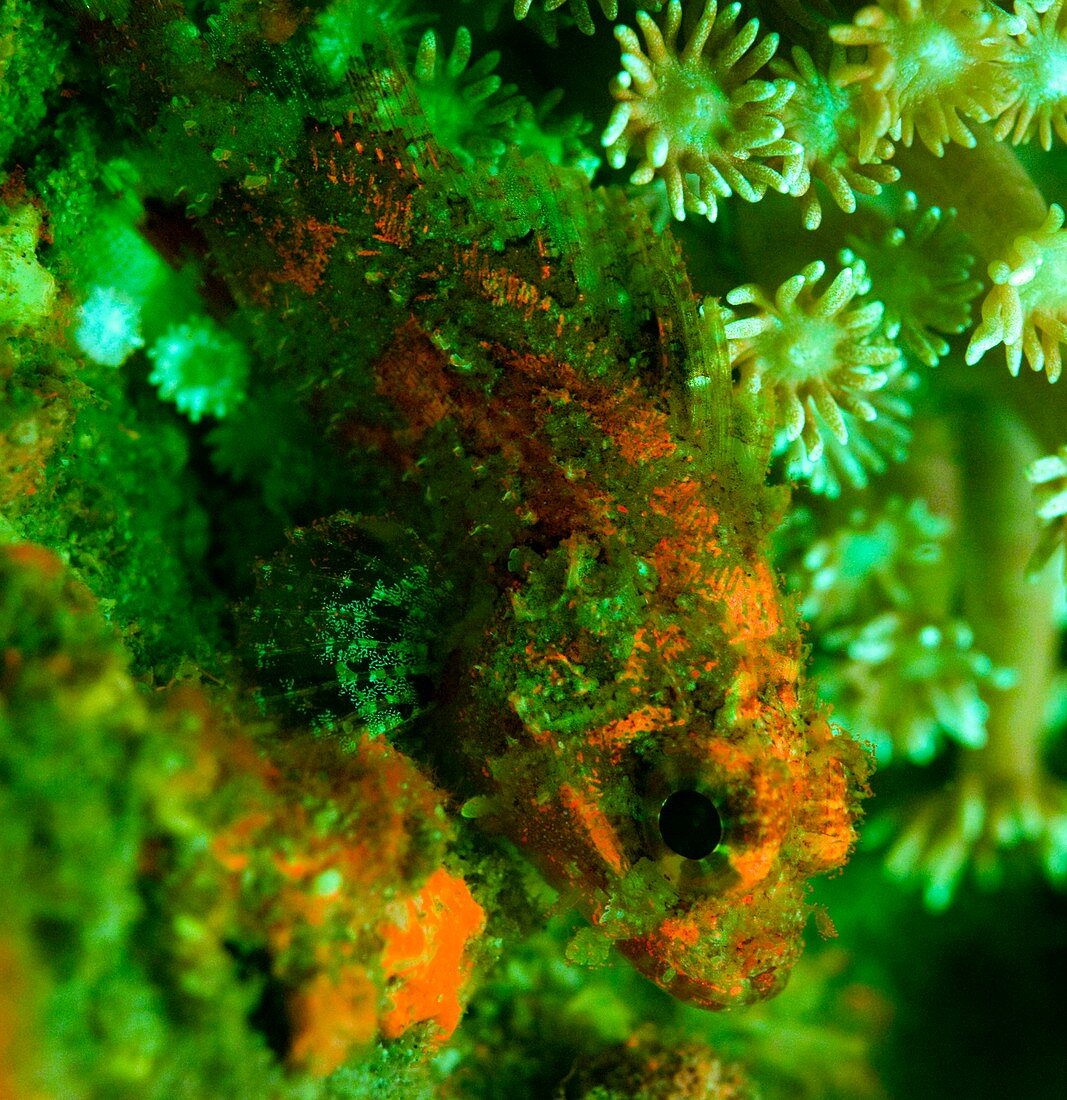 Scorpion fish and coral in UV light