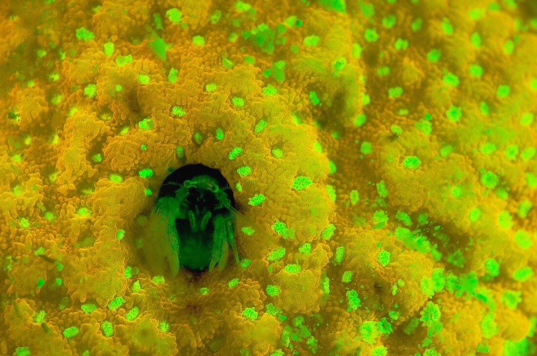 Coral and hermit crab fluorescing