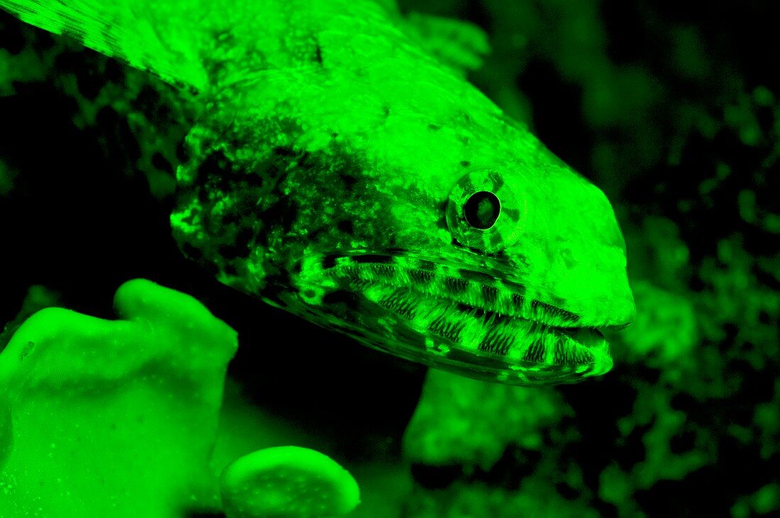 Lizard fish fluorescing
