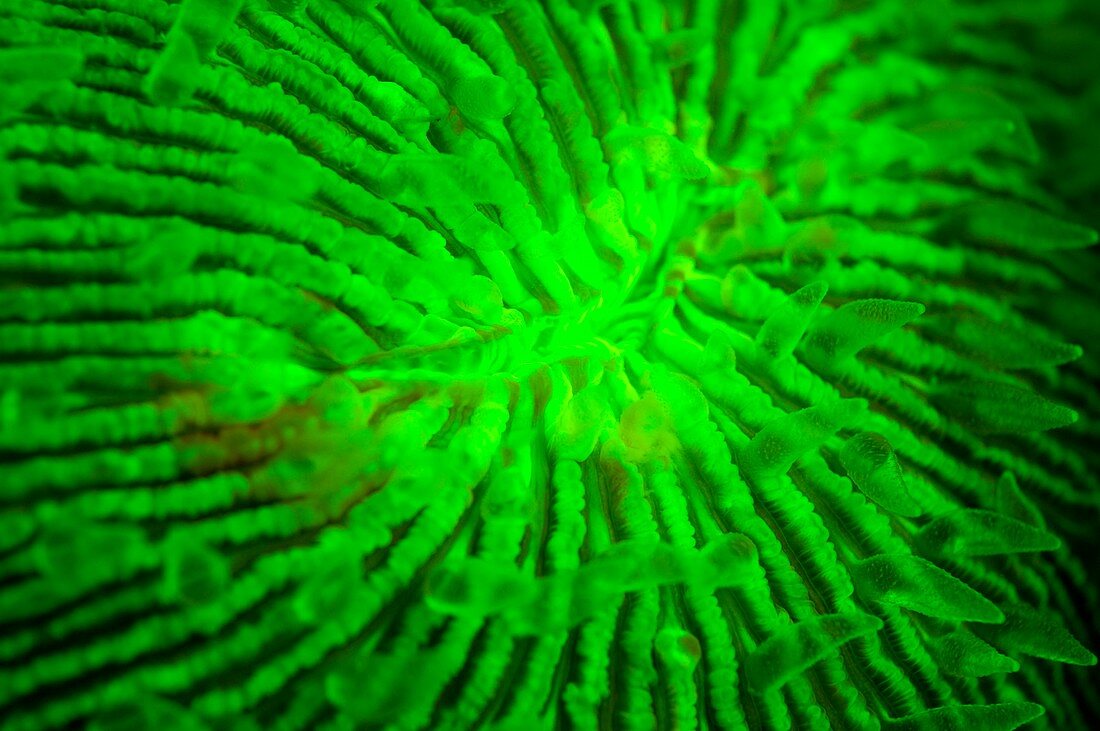 Mushroom coral fluorescing