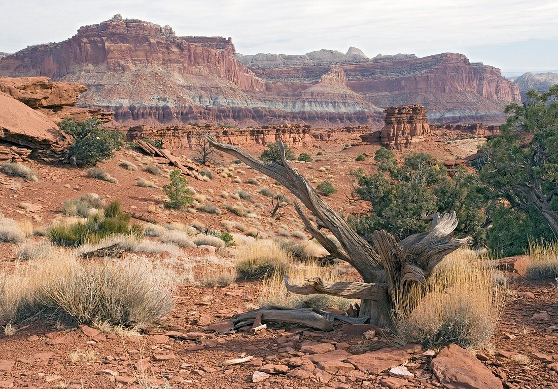 Capitol Reef National Park,Utah,USA