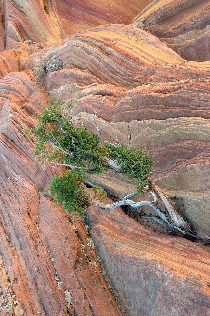 Utah juniper tree (Juniperus osteosperma)