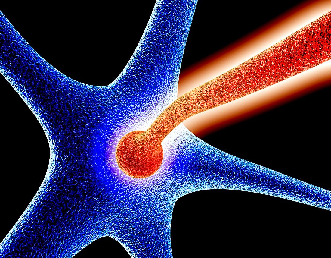 Nerve cell synapse,computer artwork