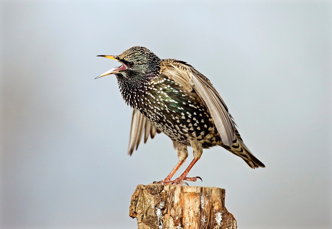 European starling displaying