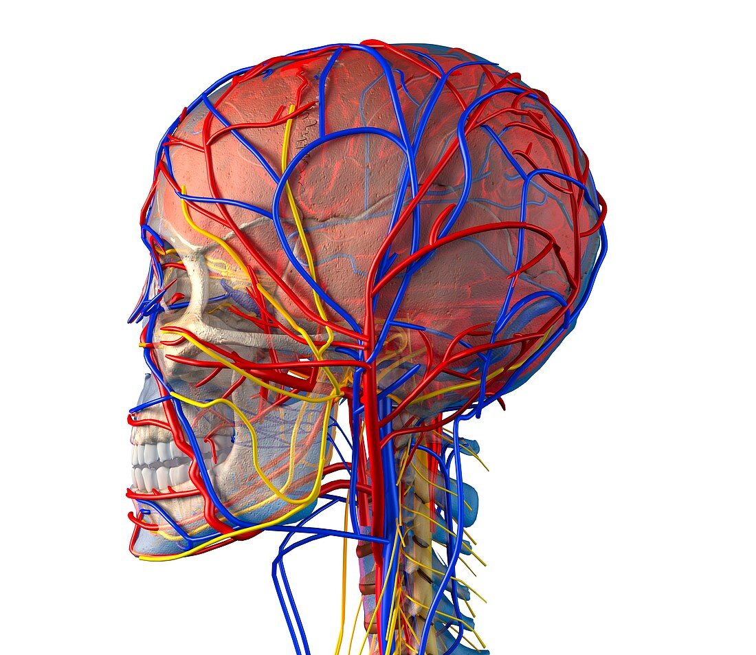Circulatory system and brain,artwork
