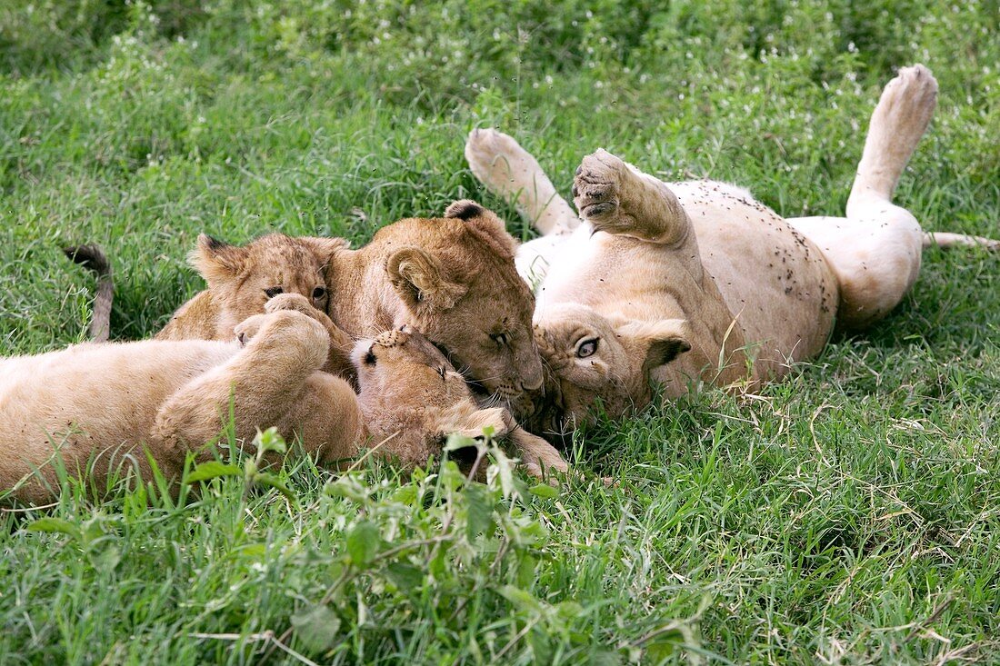 African lions