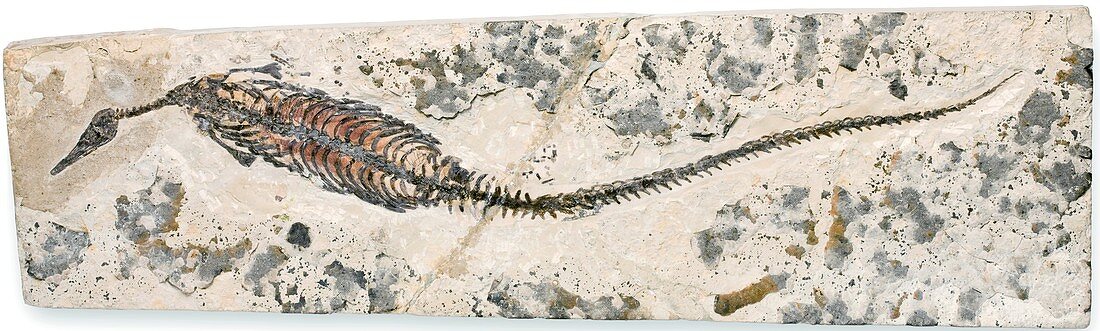 Freshwater dinosaur fossil