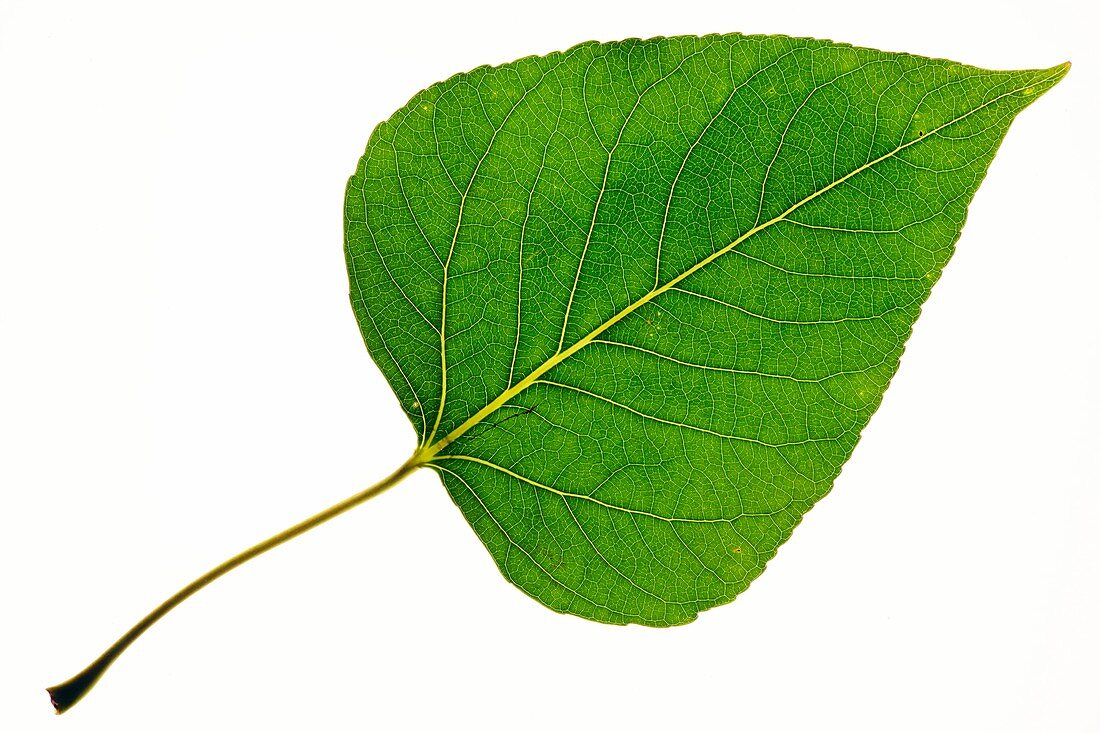 Balsam poplar (Populus balsamifera) leaf