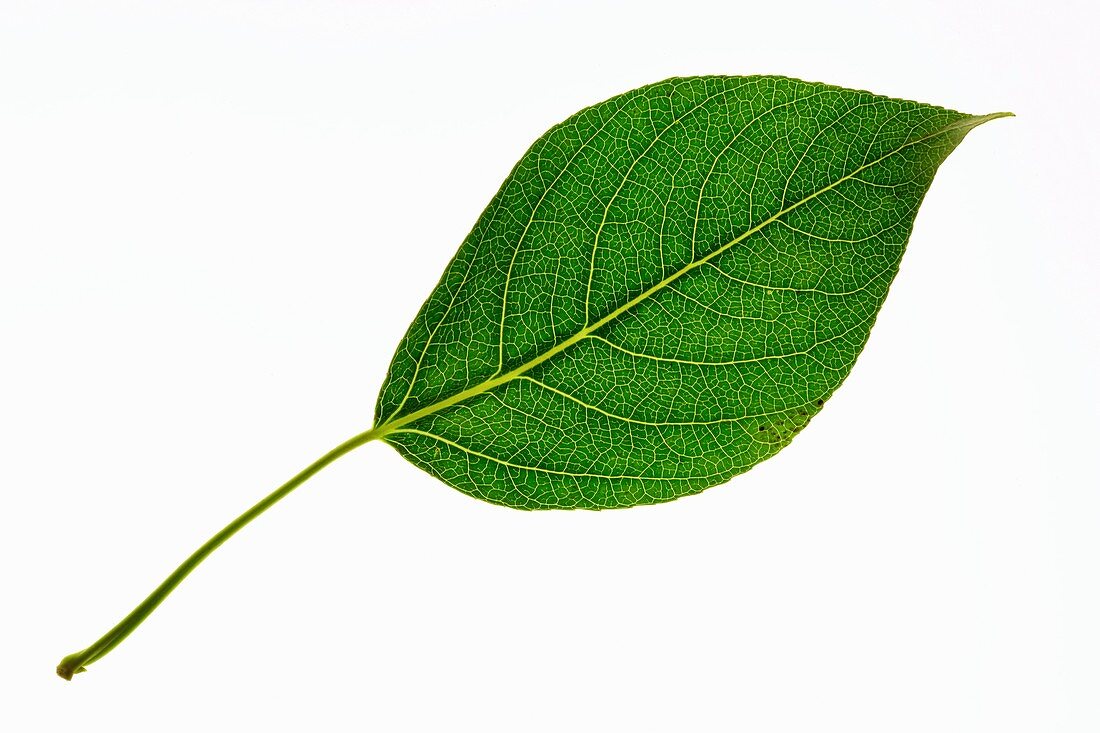 Populus x berolinensis leaf