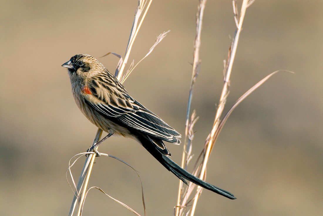 Male long-tailed widow bird