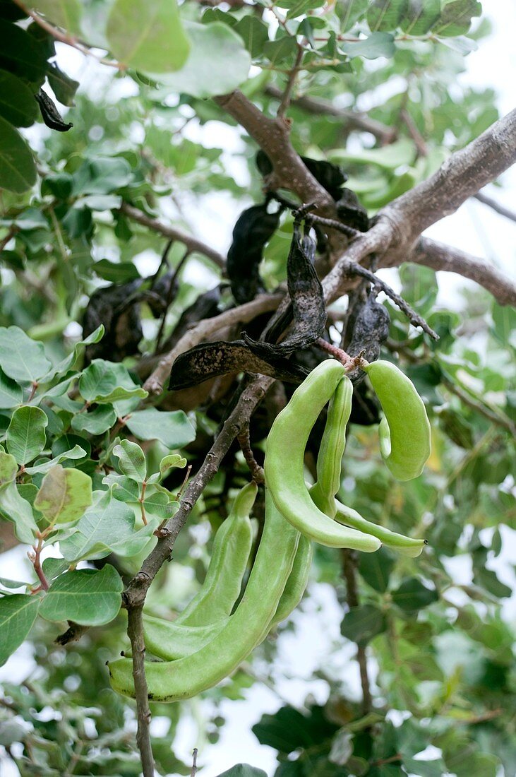 Carob tree (Ceratonia siliqua) seed pods