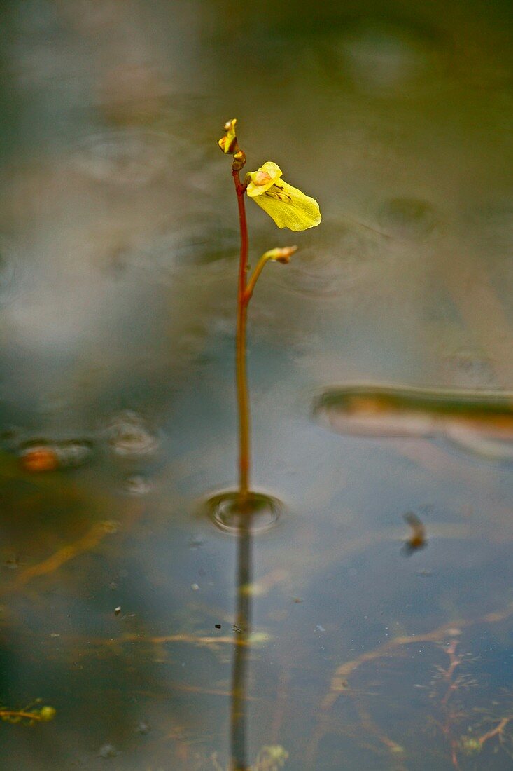 Lesser bladderwort (Utricularia minor)