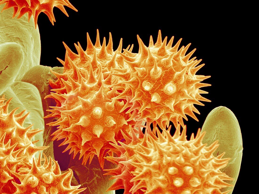 Sunflower pollen,SEM