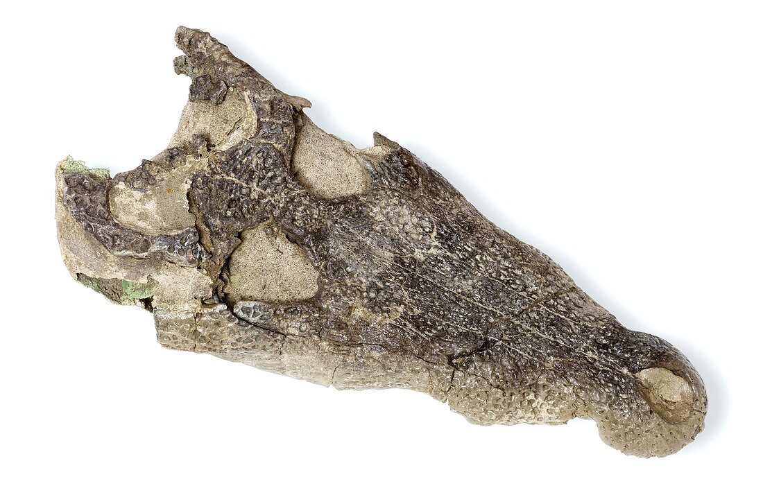 Caiman jaw fossil